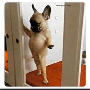 Meet your Posher, Genaro